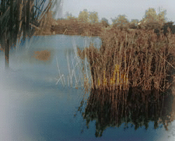 Oasi di Marmirolo