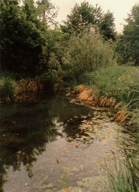 Bocche attive di Fontanili