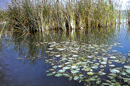 Casse di espansione del Fiume Secchia